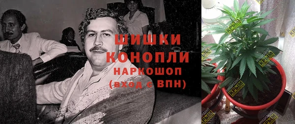 прущие грибы Архангельск